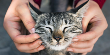 Ensine Seu Gato a Seguir Comandos: Comece Hoje Mesmo